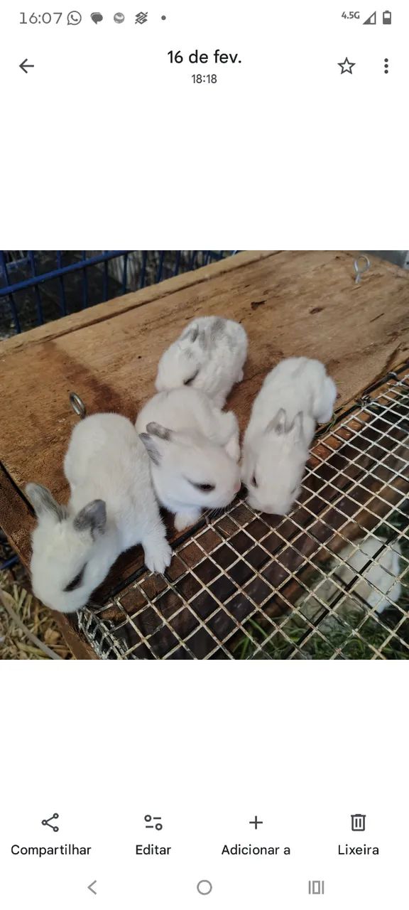 Mini coelho Netherlands,coelhinho anão, mini coelho darf - Foto 4