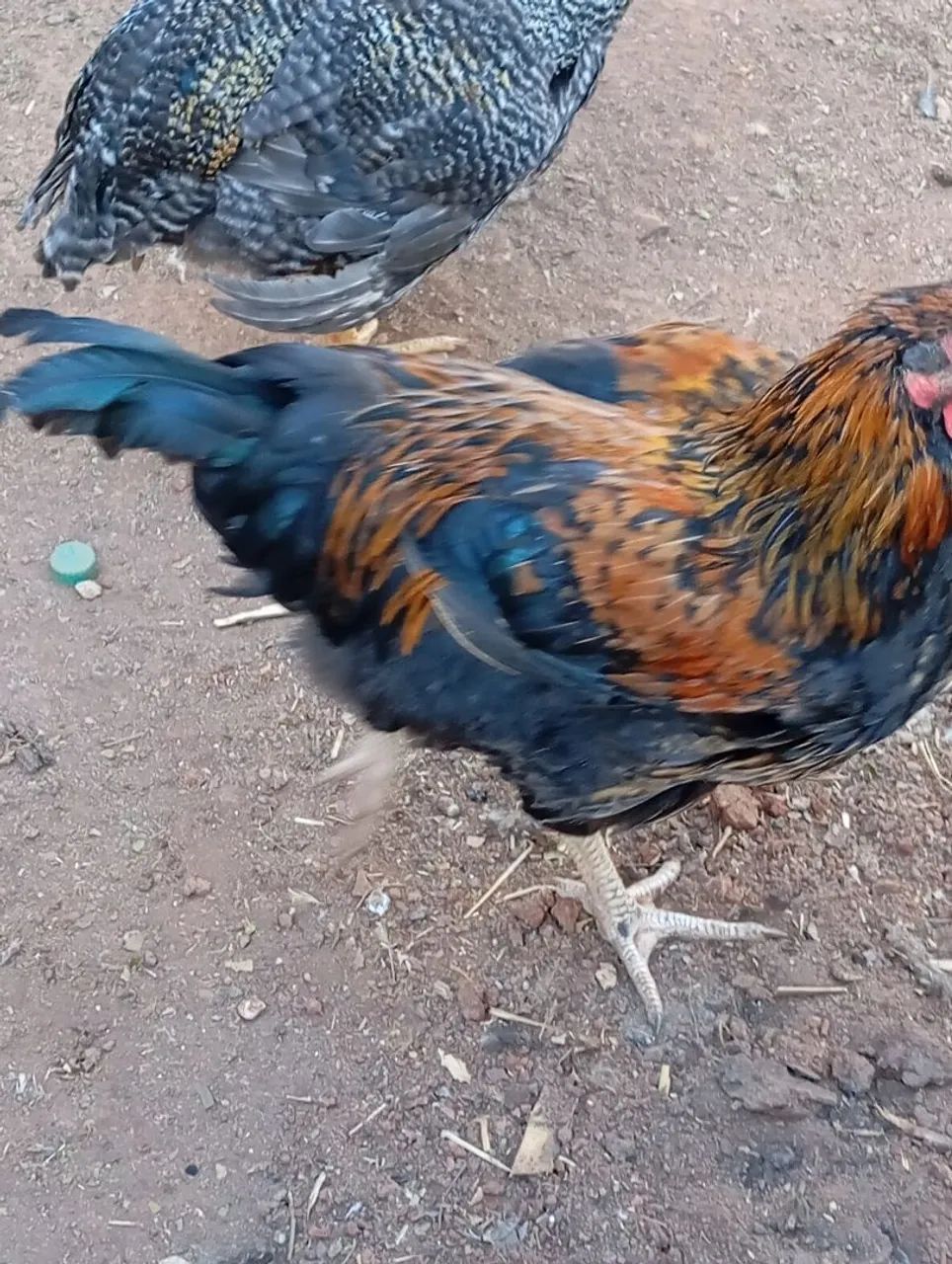 Frango canadense  - Foto 3