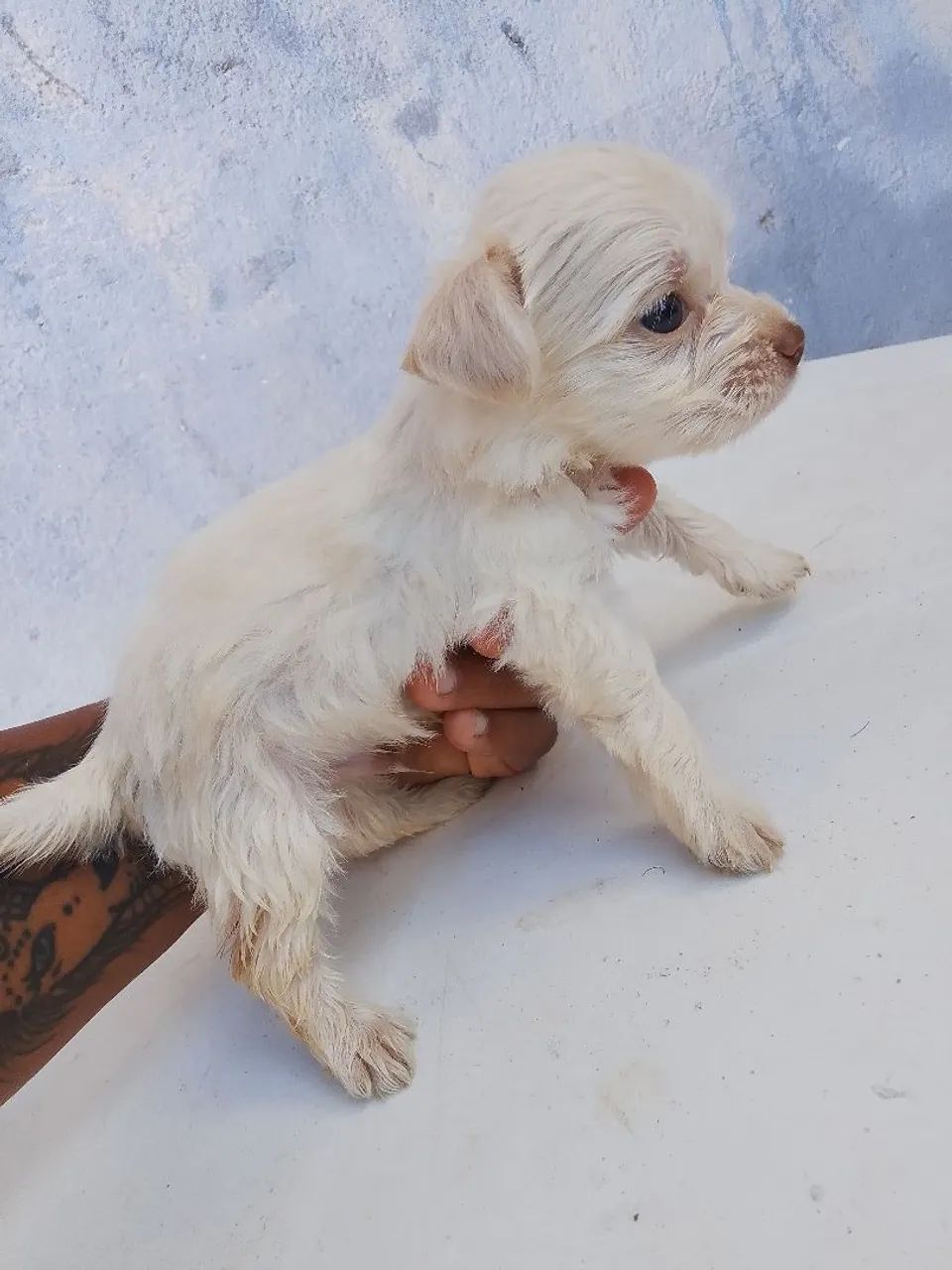 Vende,se filhotes de poodle ? - Foto 4