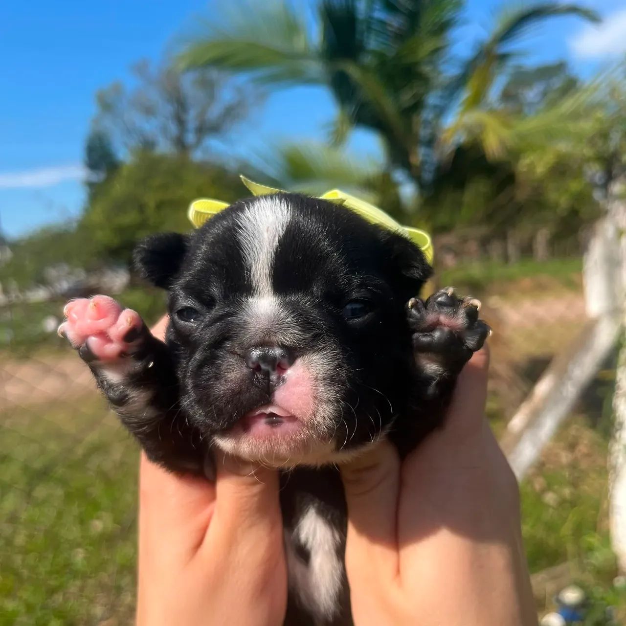 Bulldog Francês Bebê - Foto 3