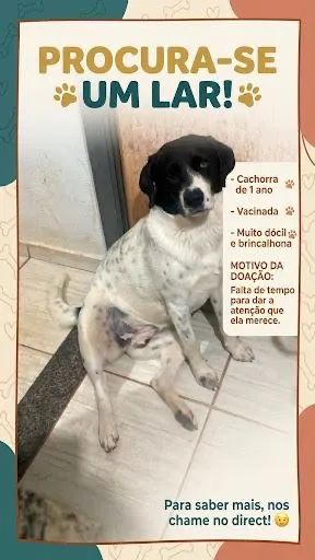 Doa-se Cachorro 