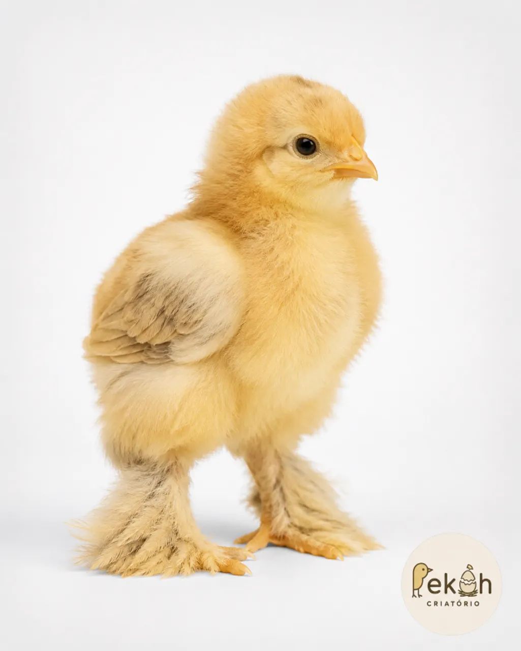 Brahma Buff Galinha - Foto 3