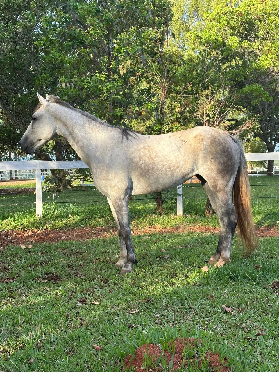 Égua QM - Foto 3