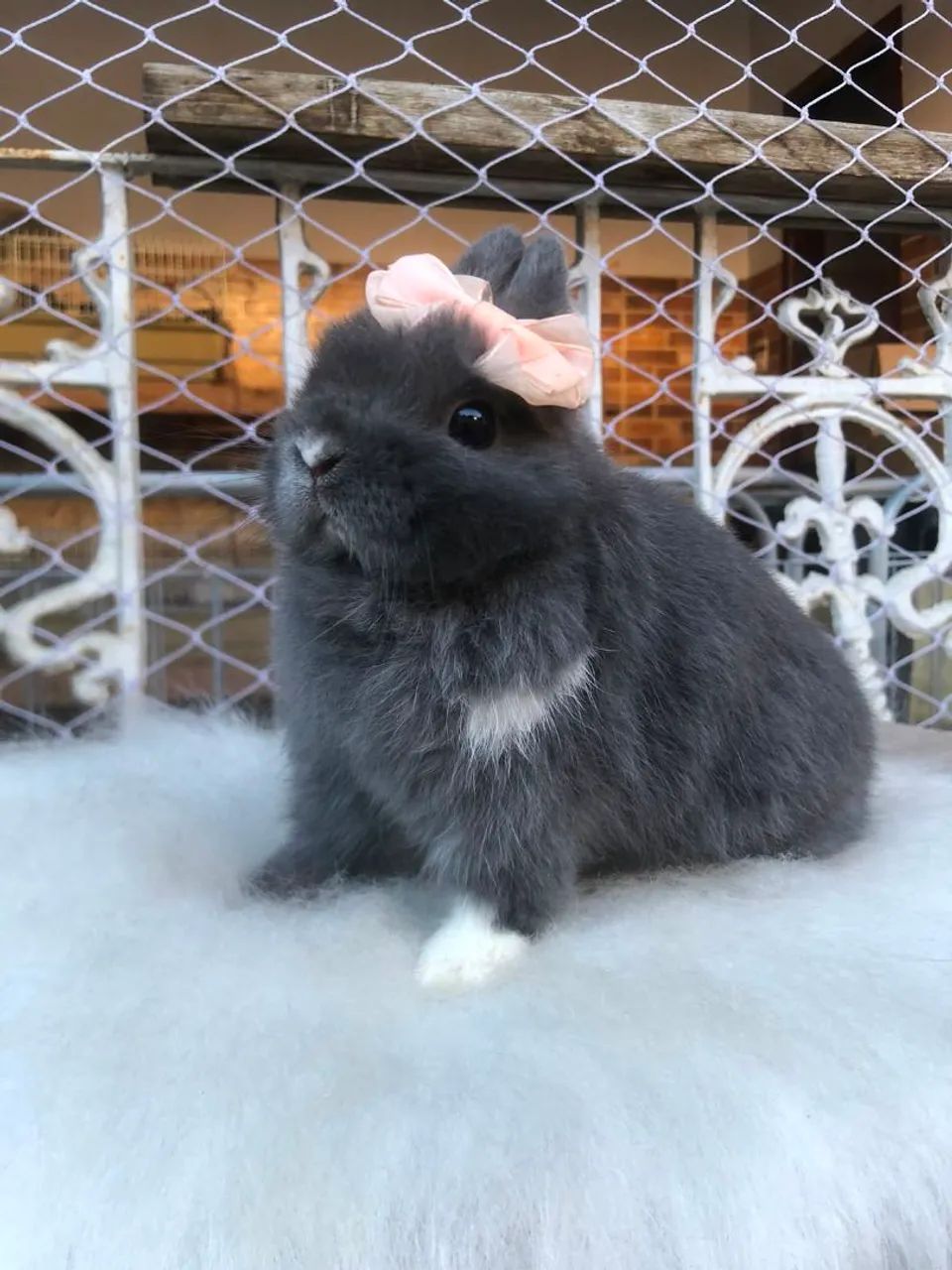 Coelho anão da raça netherland dwarf fêmea azul de viena  - o coelho menor do mundo 