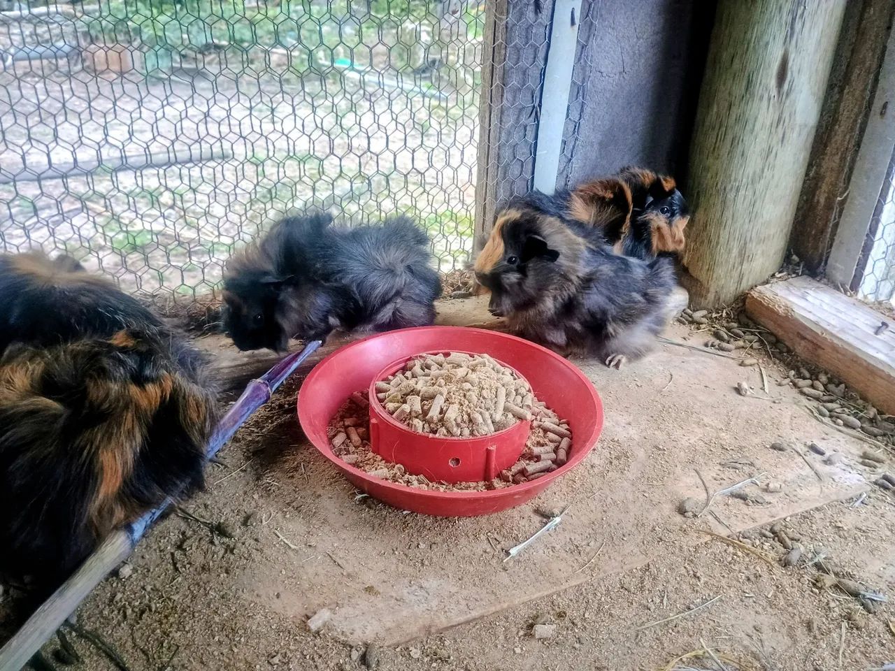 Porco da índia  - Foto 6