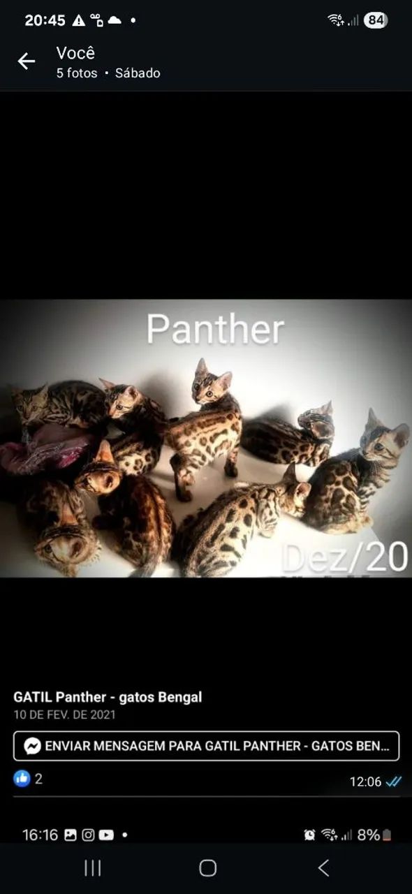 Bengal  - Foto 6