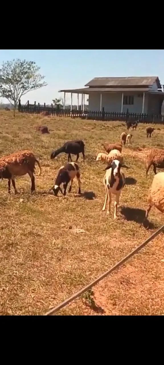 Animais: Carneiros e cabritos