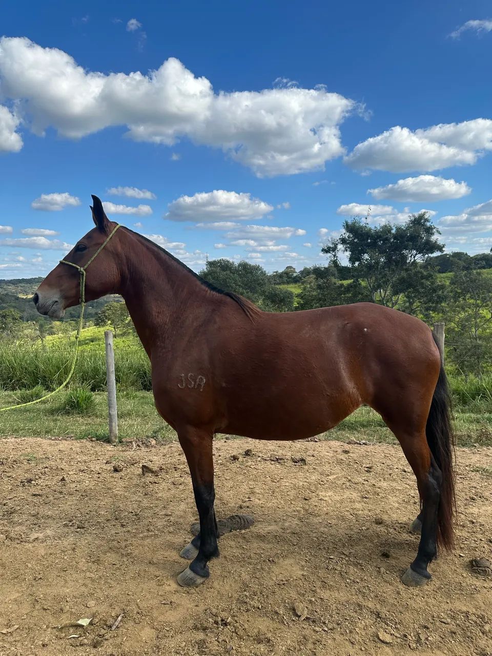 ÉGUA MANGALARGA 