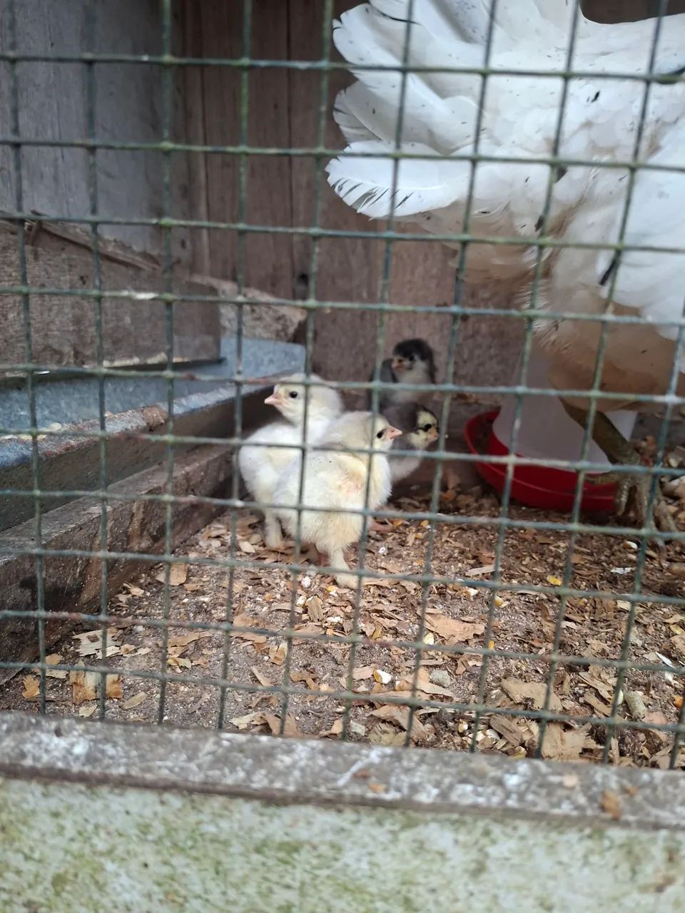 Pintinho de brahma e de ameraucana black 
