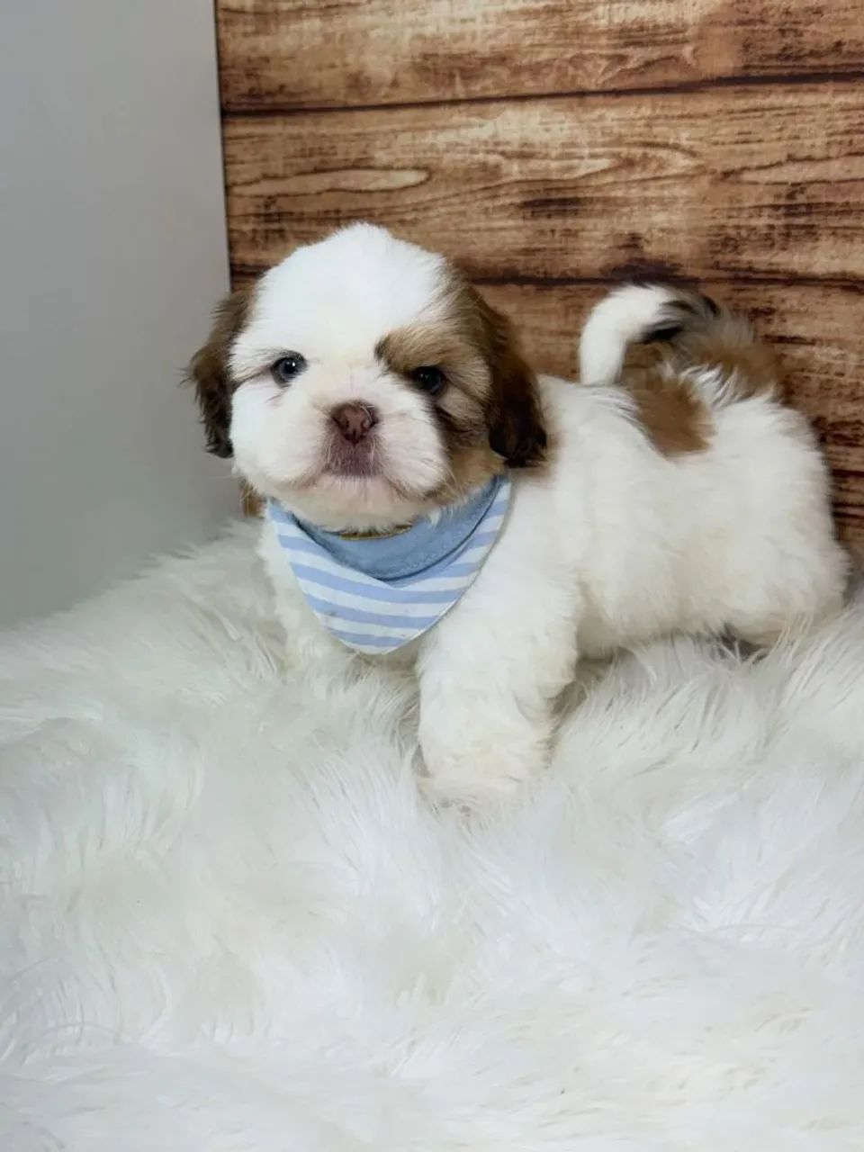 SHIHTZU mini - Foto 5