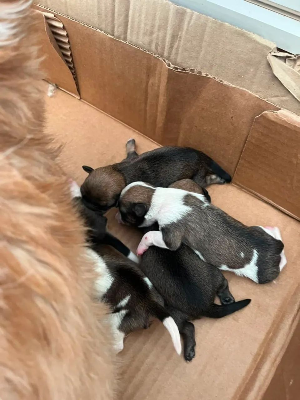 Cachorro - Foto 2
