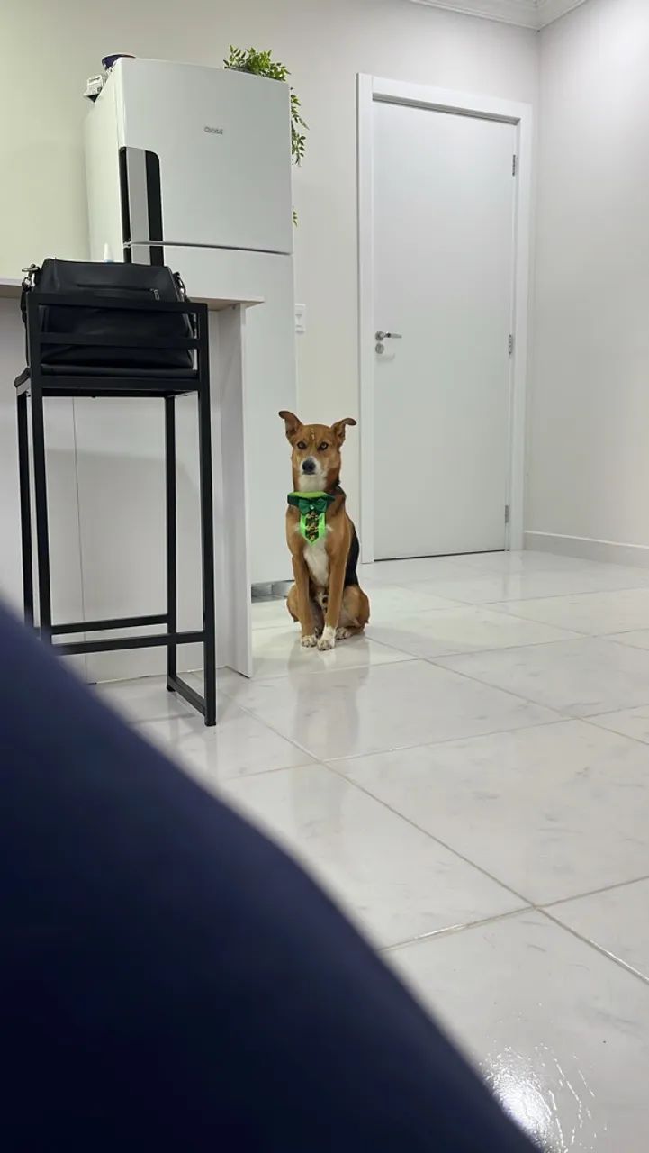DOA-SE dois cachorros dóceis e tranquilos  - Foto 2