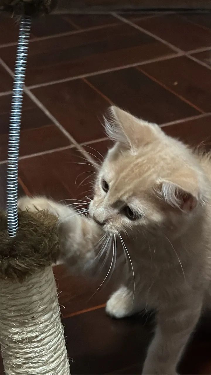 Gatinho dócil  - Foto 2