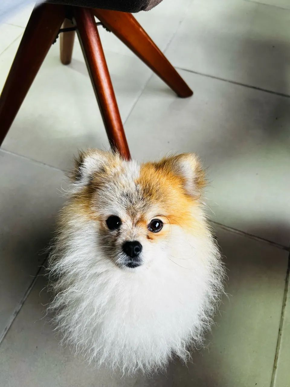 Spitz alemão  