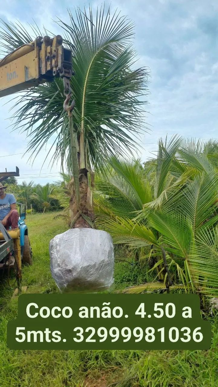 Mudas de coco anao verde. Favor ler o anúncio. 