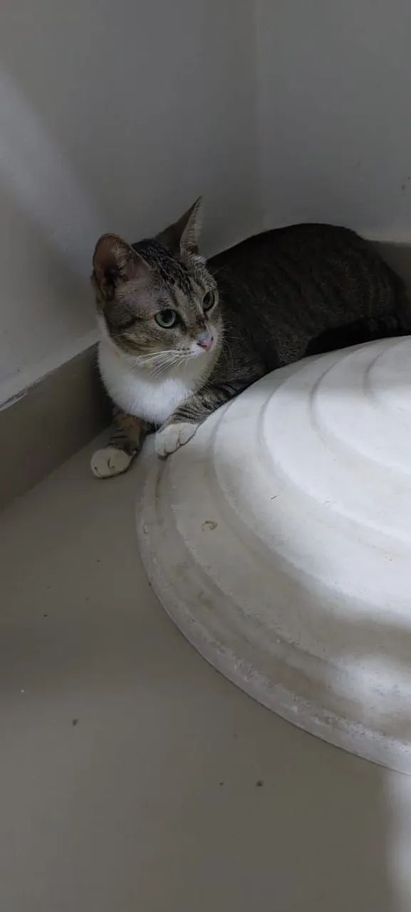 Gata fêmea castrada brincalhona - Foto 6