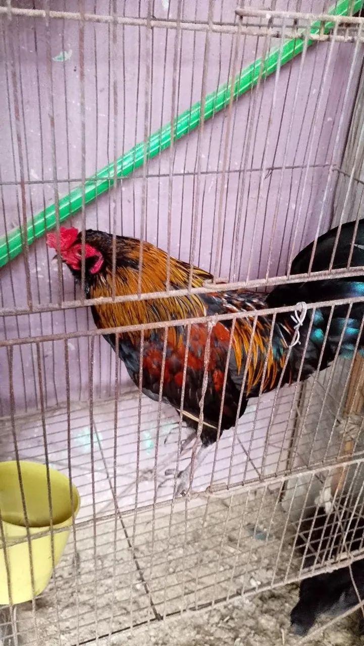 Galo - Foto 3