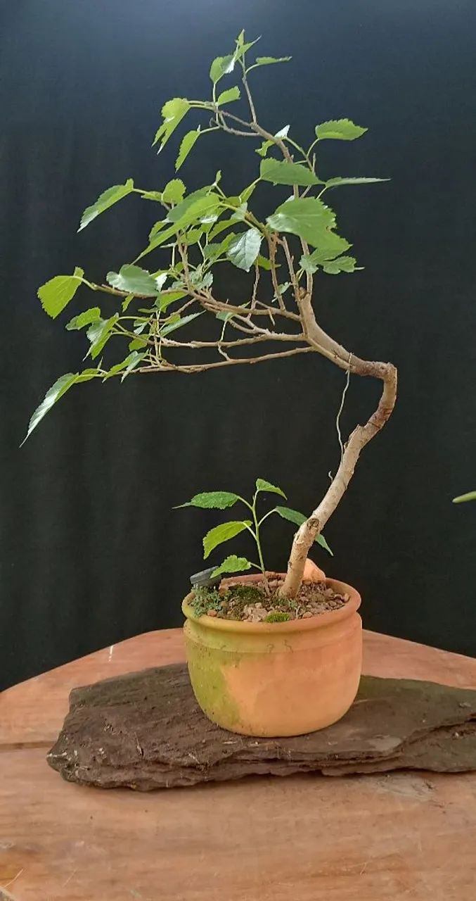 Bonsai de Amora - Foto 3