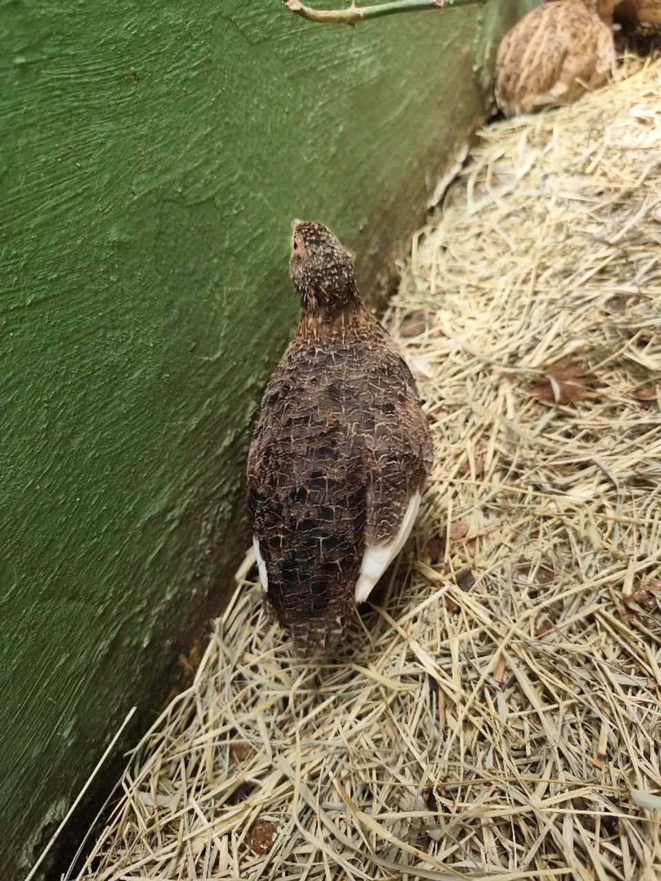 Vendo 10 codornas fêmeas gigantes e 1 chinesa - Foto 5