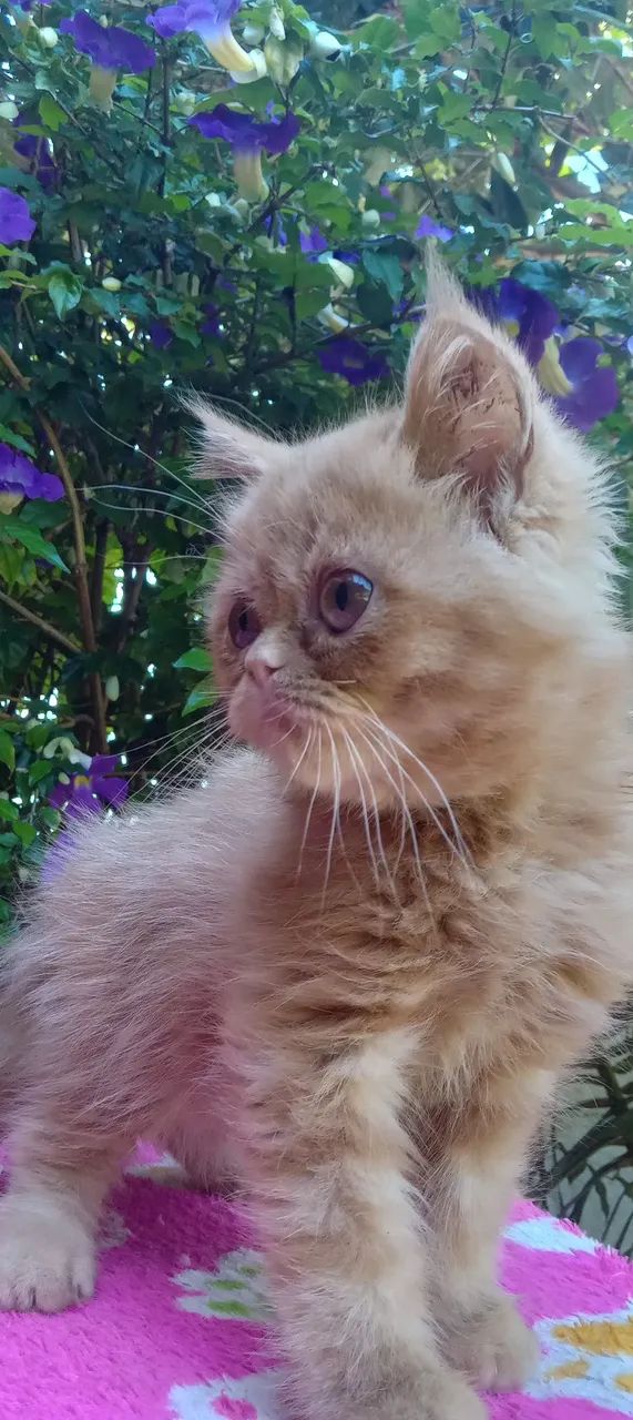 Filhote Persa Exótico  - Foto 3