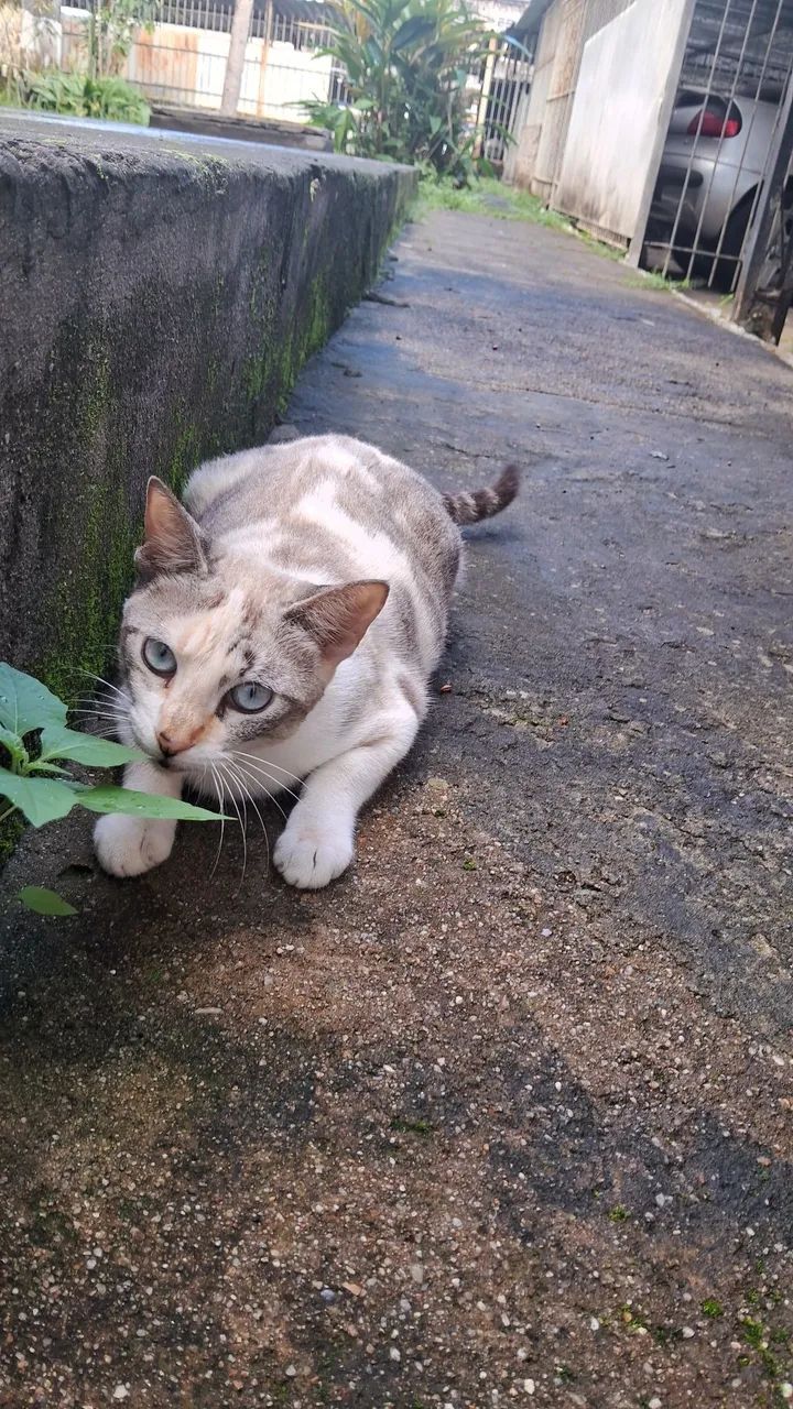 ADOÇÃO GATA CASTRADA - Foto 5