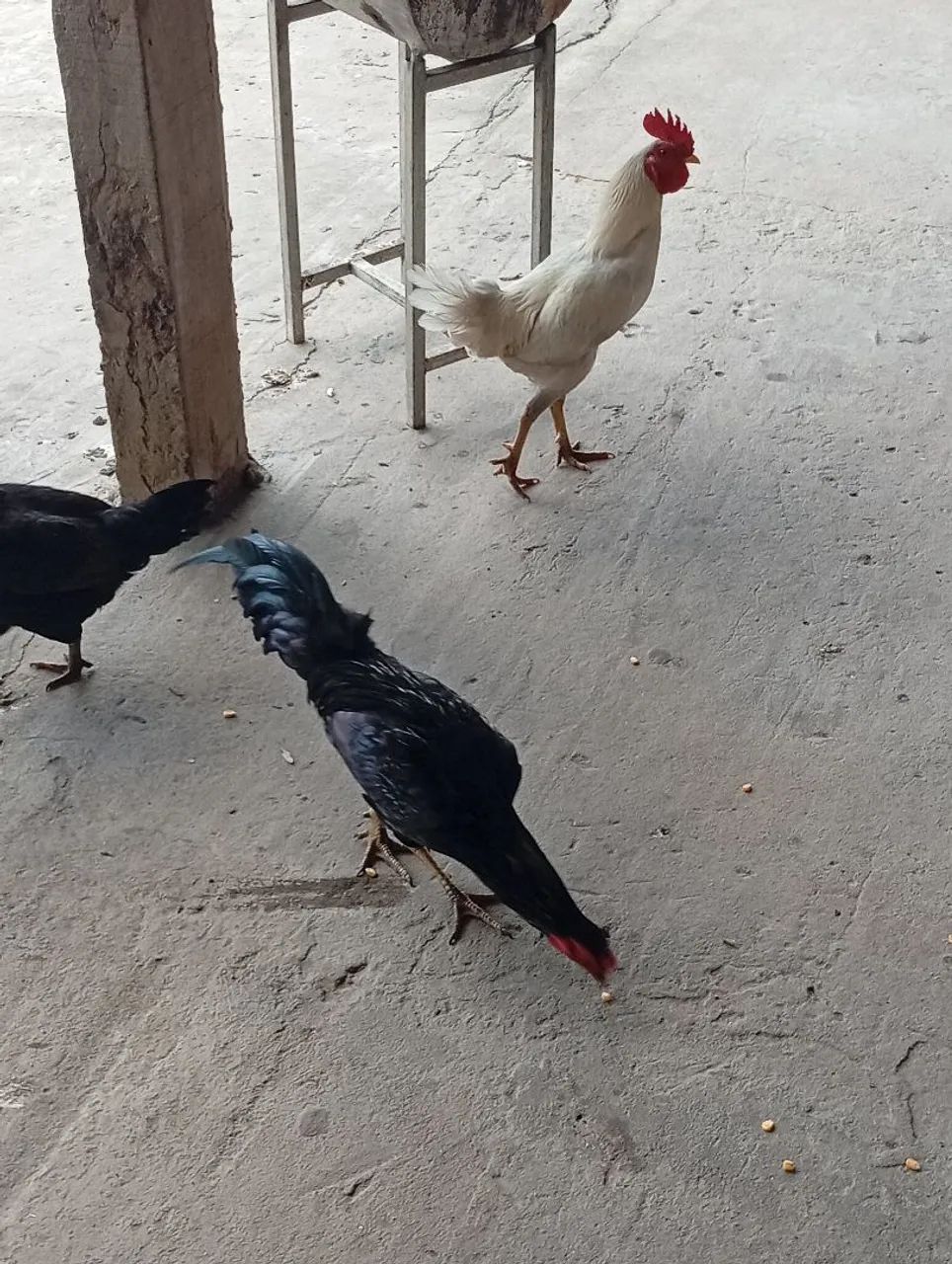 Frango  - Foto 5