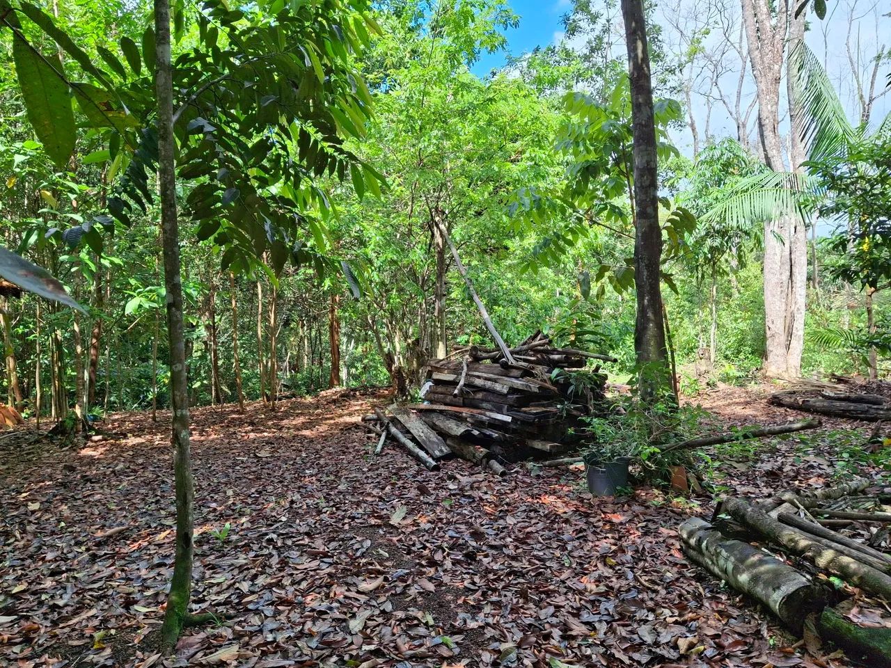 VENDO LOTE COND RURAL AMAZONFLORA- BENEVIDES/PA - Foto 7