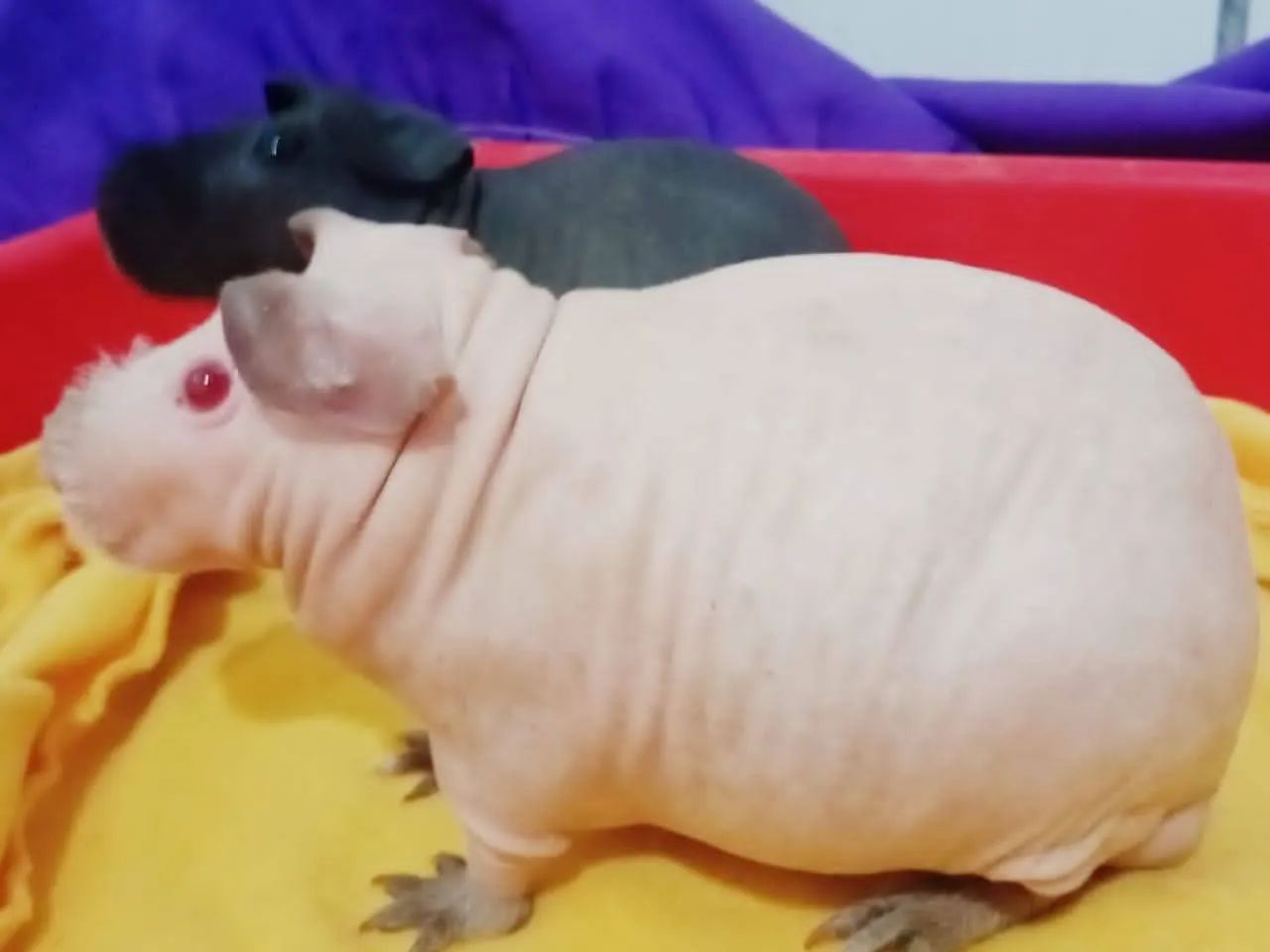 Porquinho da india