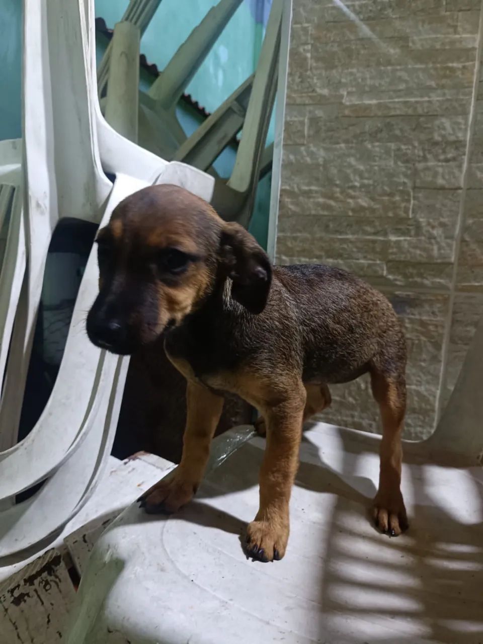 Cachorra vira-lata adoção - Foto 2