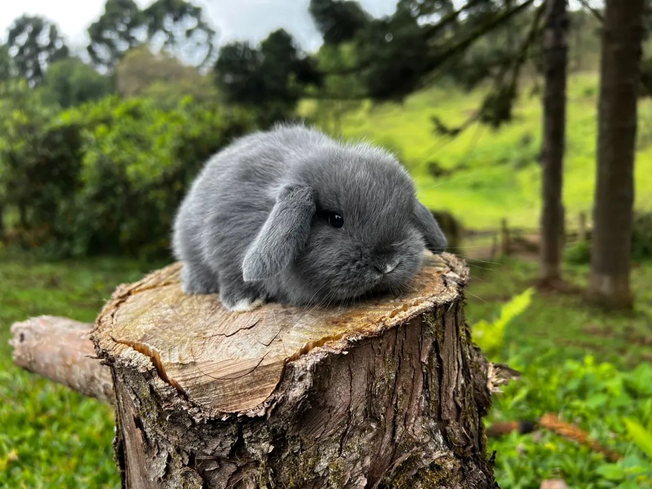 Mini lop 