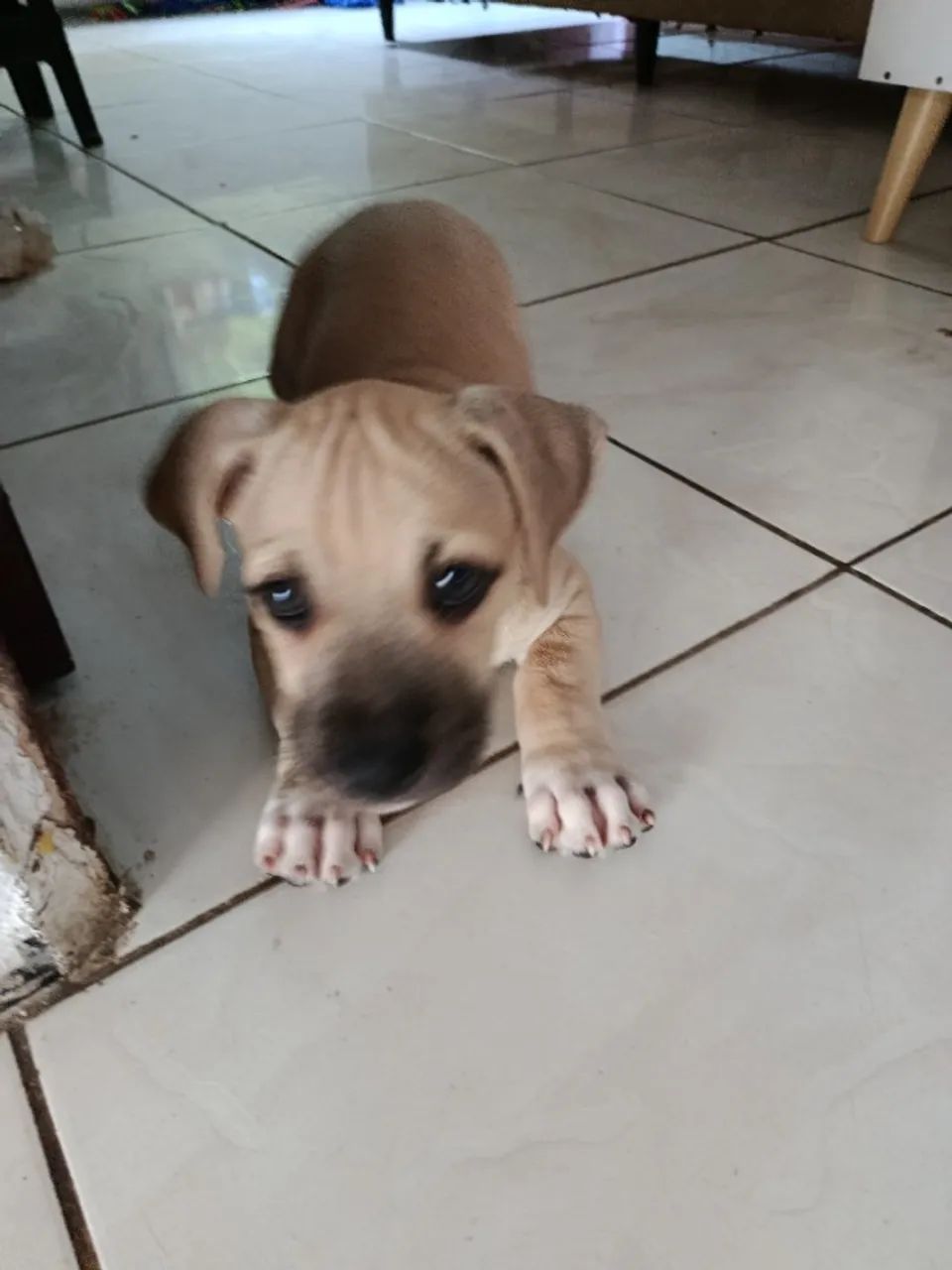 Filhotes pitbull