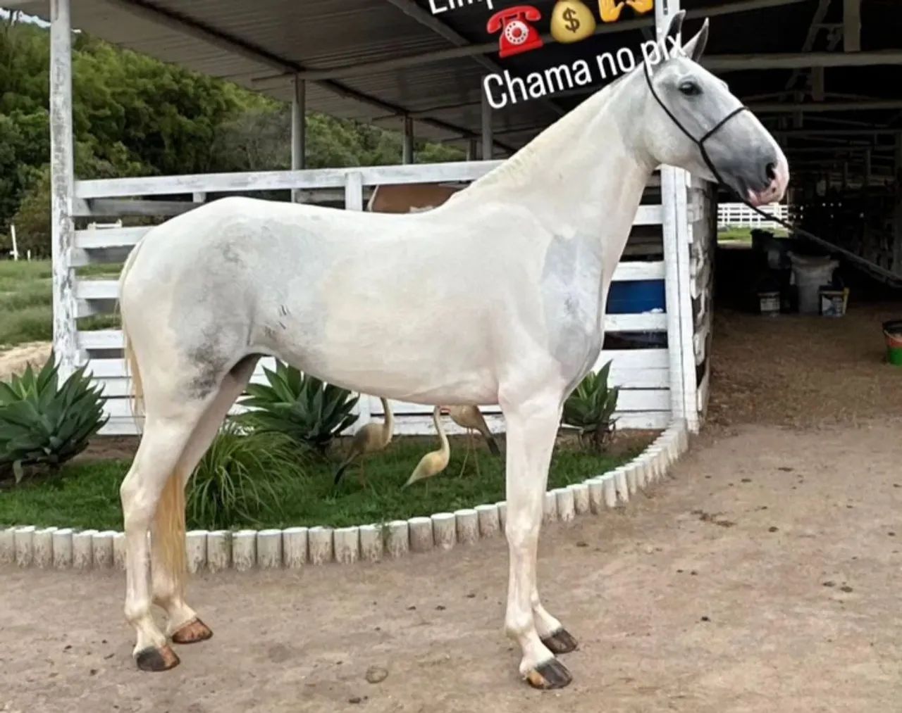 Égua mangalarga luxo... - Foto 4