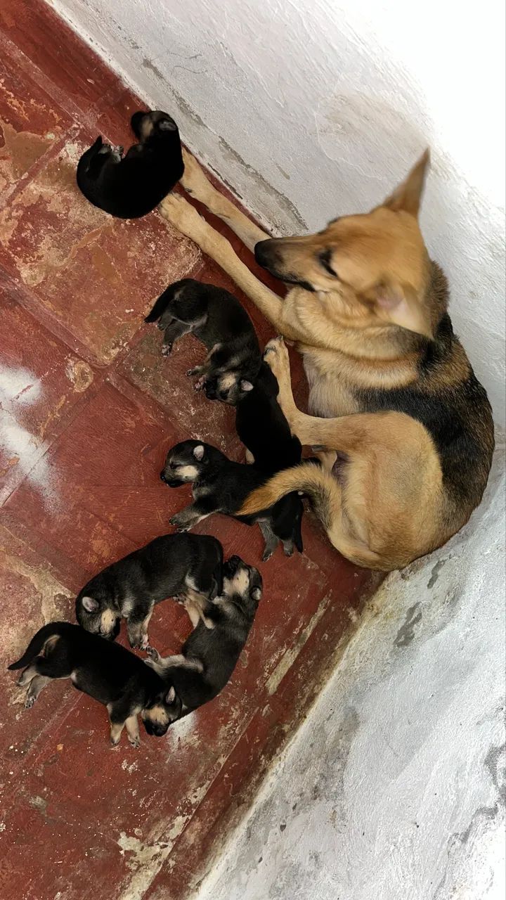 Pastor Alemão Filhotes - Foto 4