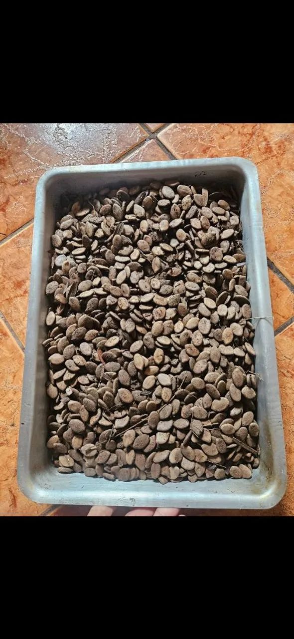 Sementes de Guapuruvu Guapuruvi Ficheira | Mudas Reflorestamento Biojoias Artesanato - Foto 6