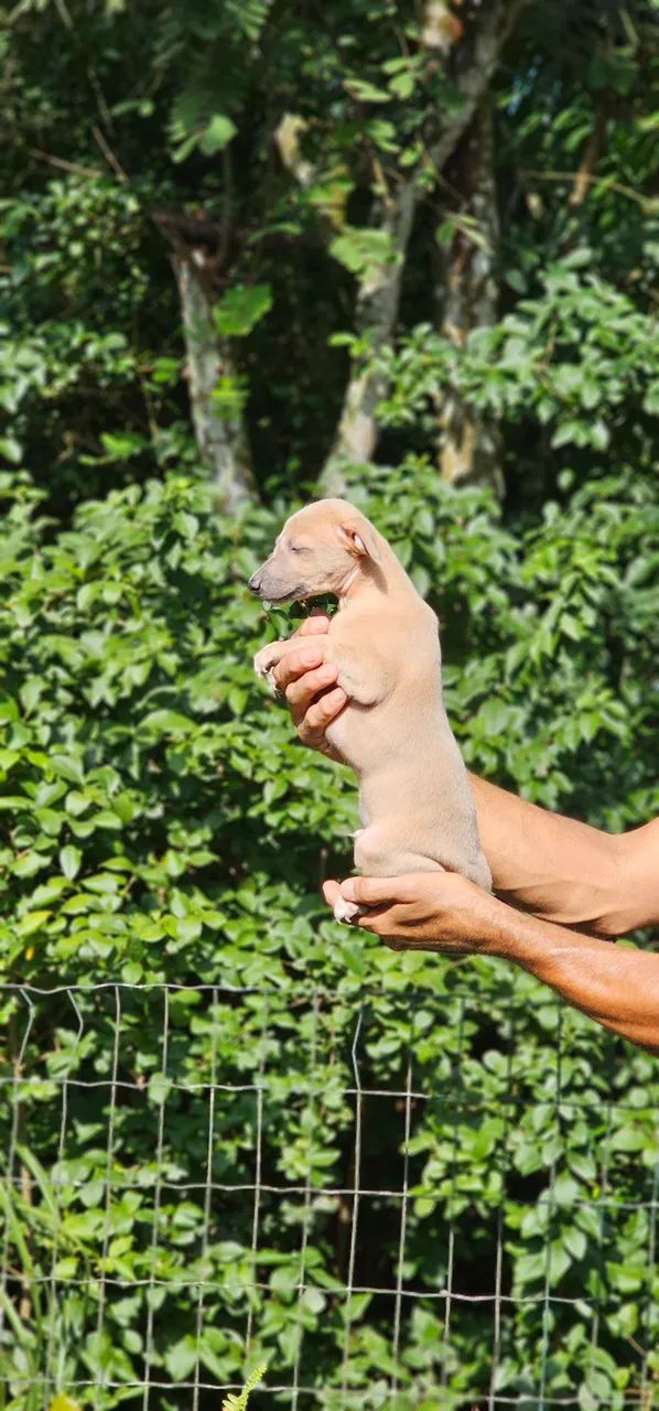 Galguinho bebê lindo