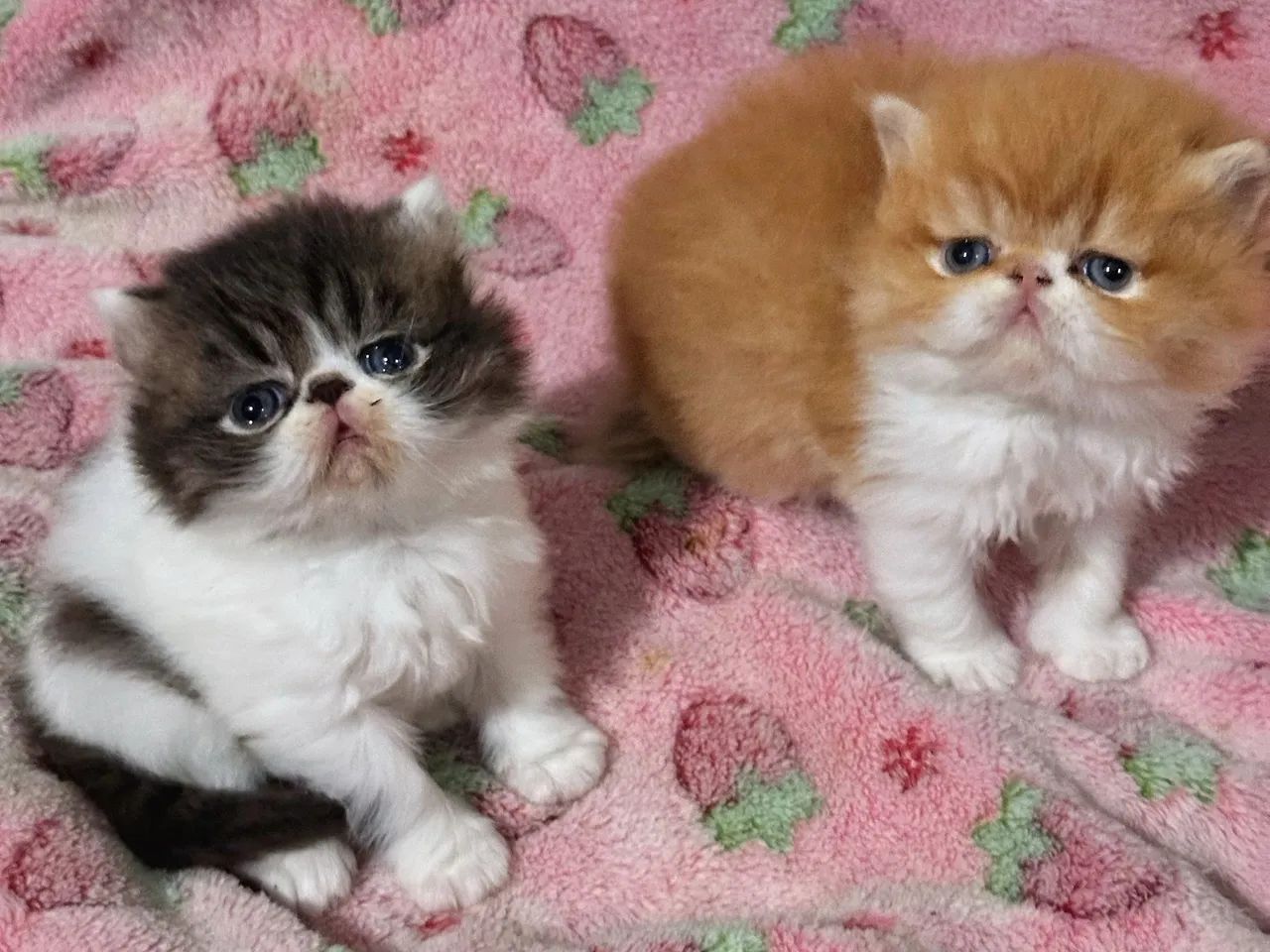 Gato persa  - Foto 4