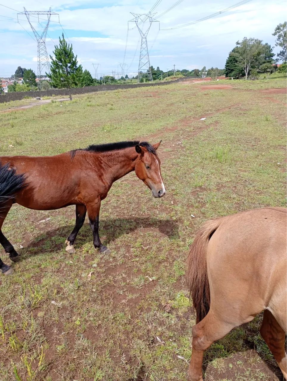 Cavalo crioulo manso e de confiança pra criançada  - Foto 2