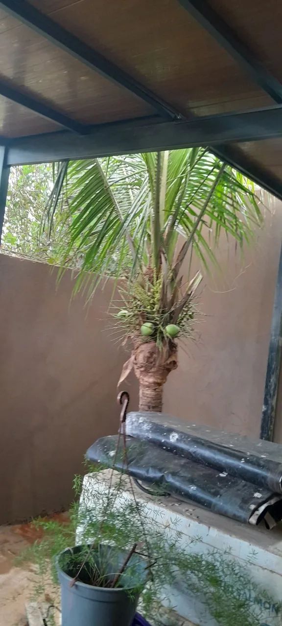 Faço muros reboco requadros e calçadas.rampa tudo um pouco - Foto 3