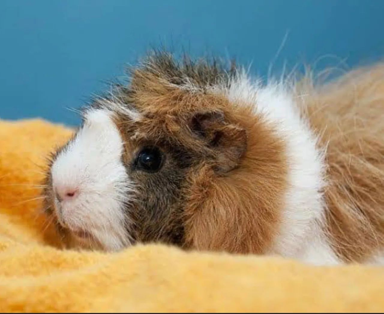 Porquinho da índia Abissínio  - Foto 3