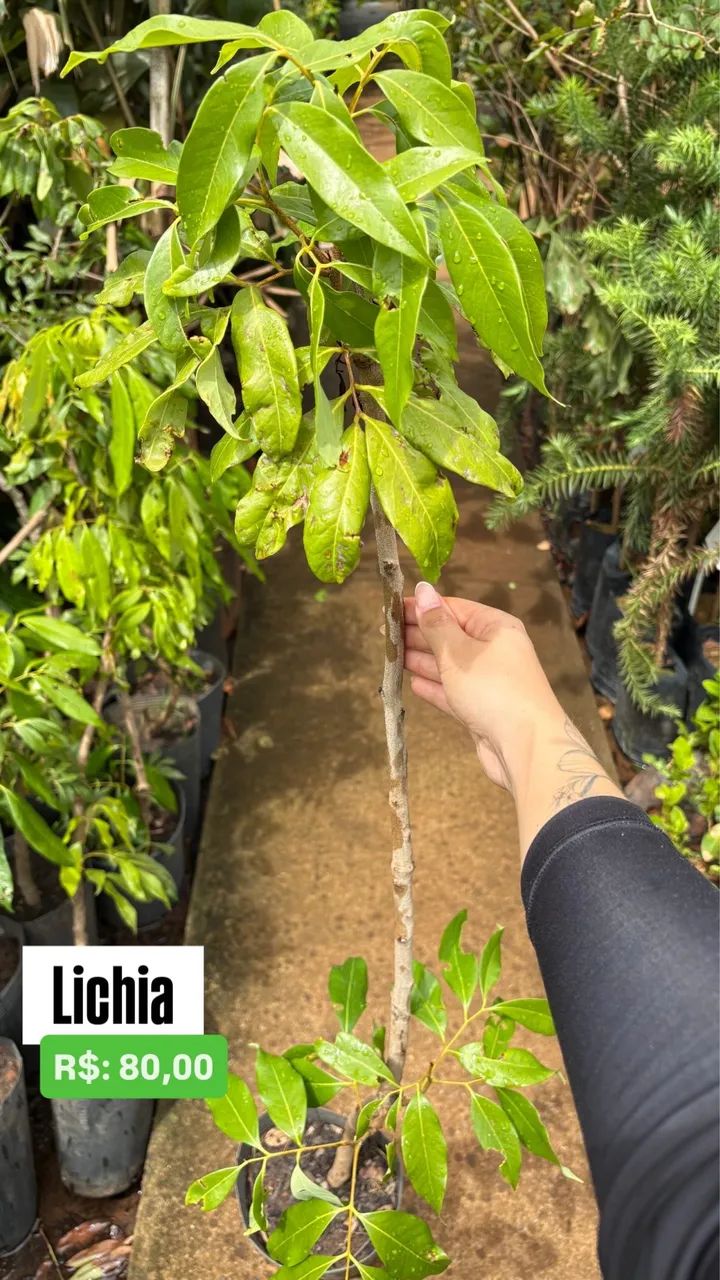 Muda de Lichia