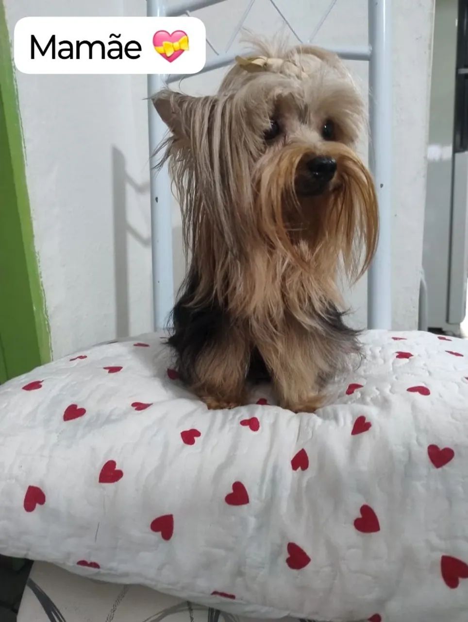 FÊMEA MINI  - Foto 4
