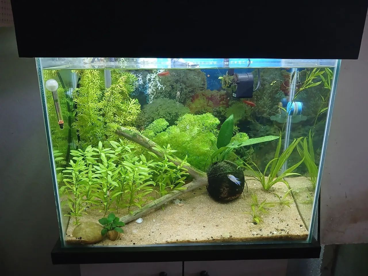 Aquário 80 L  - Foto 3