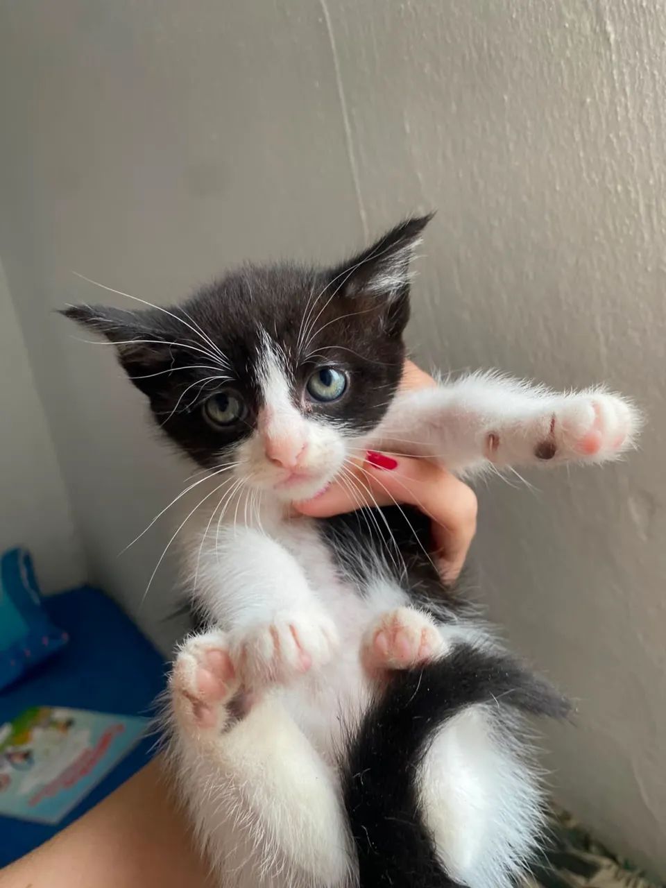 Gatinhos para doação  - Foto 2