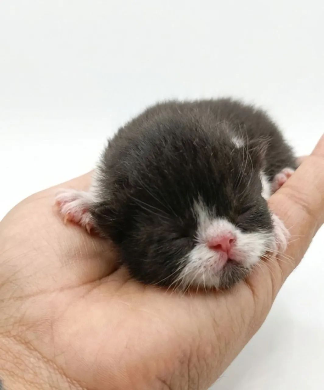 Filhotes persa top show 