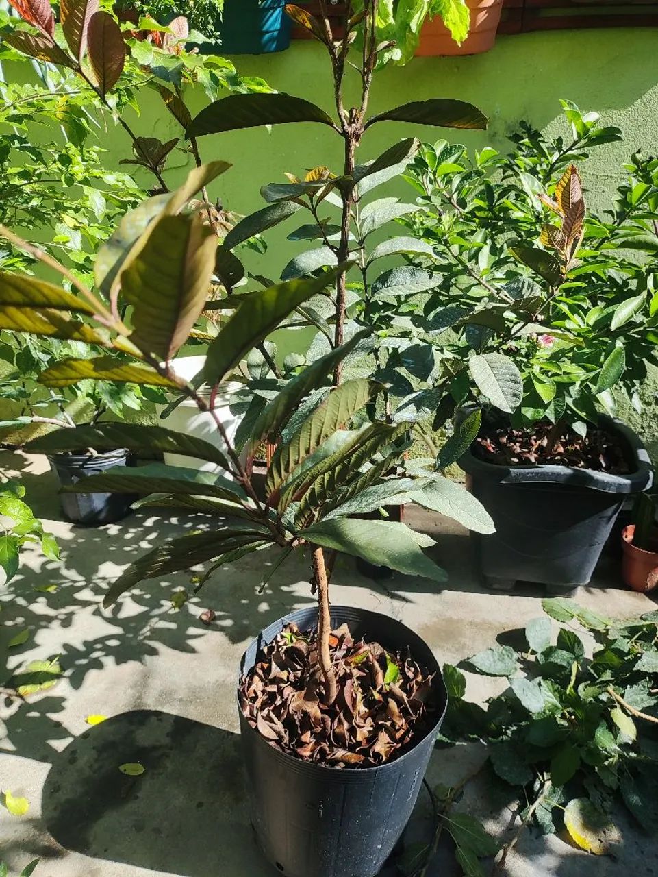 Muda frut ífera goiaba roxa - Foto 2