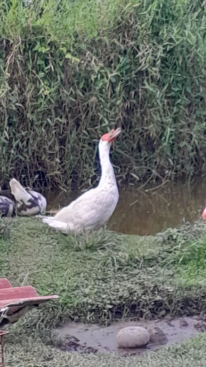 Vendo Pato Mula - Foto 6