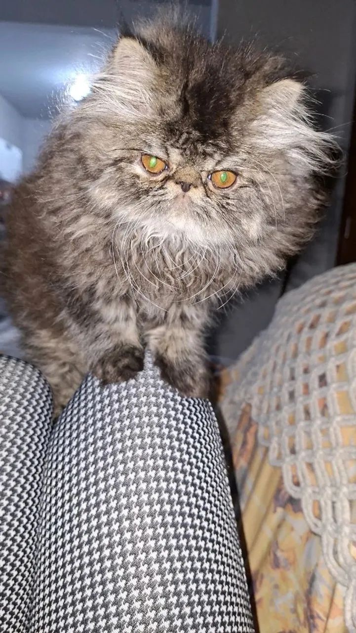 Animais