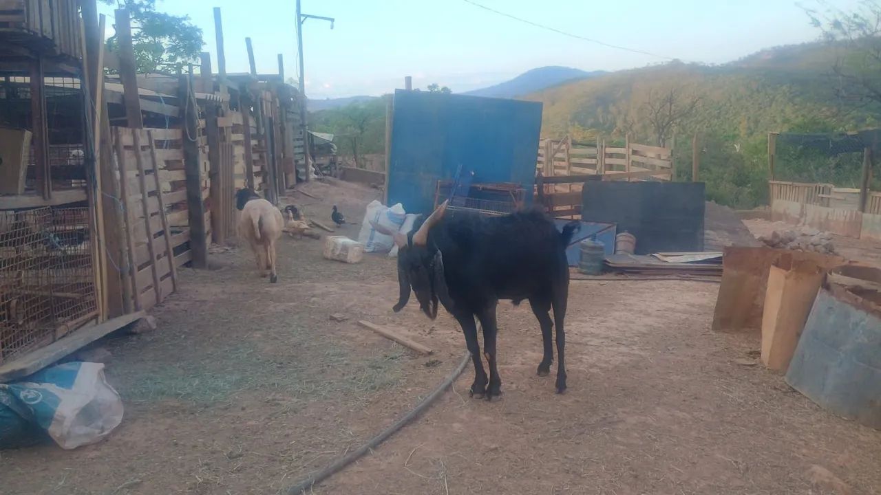 Bode preto  - Foto 3