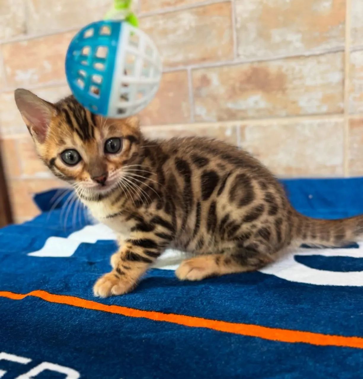 BENGAL CAT MACHO  - Foto 3