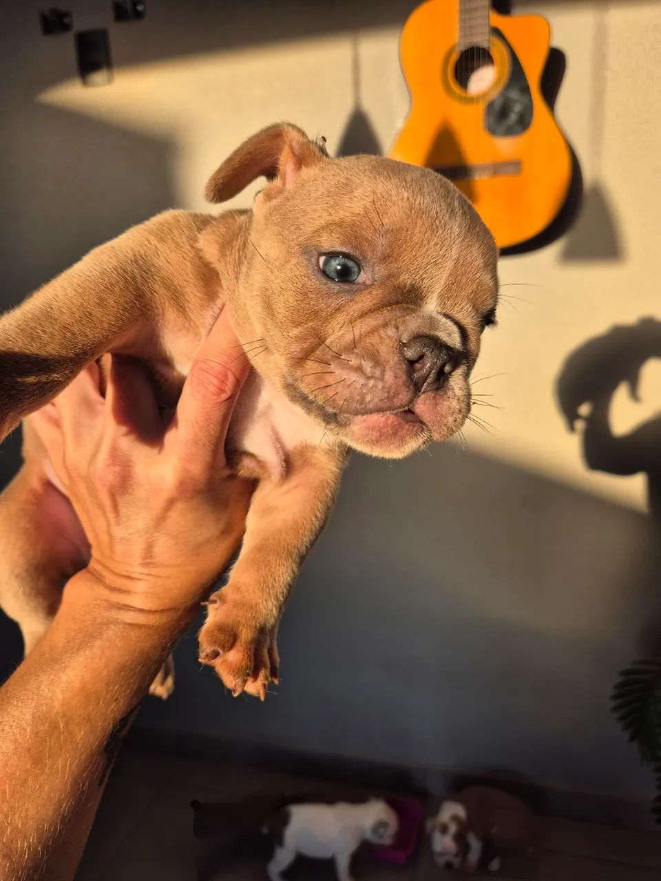 Filhotes de american bully - Foto 5